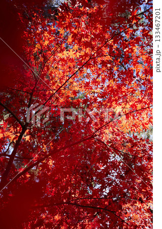 燃えるような紅葉の紅葉 133467201