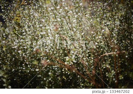 キラキラ輝く植物 133467202