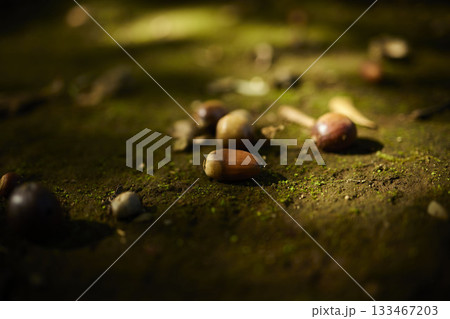 ドングリ 133467203