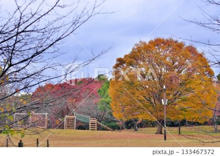 公園の紅葉した木 公園の紅葉した木 133467372