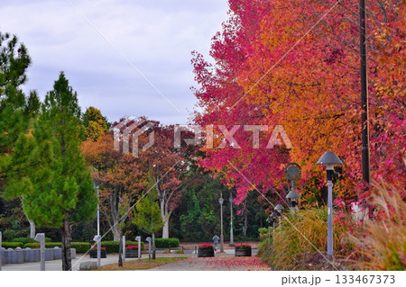 紅葉が美しい秋の公園 紅葉が美しい秋の公園 133467373