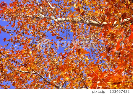 青空に映える紅葉 青空に映える紅葉 133467422