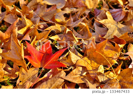 紅葉の落ち葉 133467433