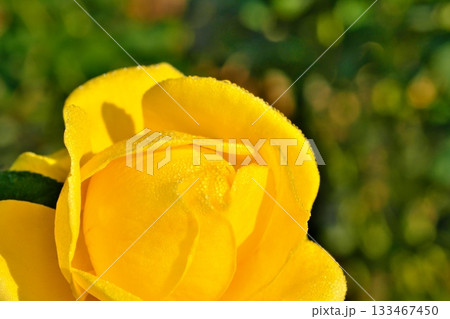 黄色いバラと朝露 黄色いバラと朝露 133467450