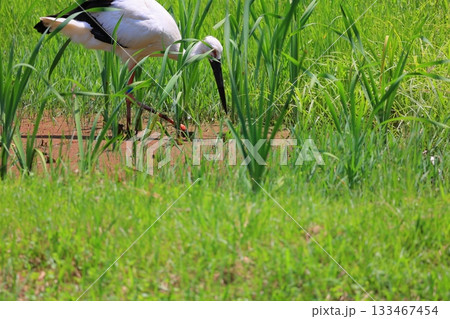 兵庫県 豊岡市 コウノトリの郷公園 観察広場のコウノトリ 兵庫県 豊岡市 コウノトリの郷公園 観察広場のコウノトリ 133467454