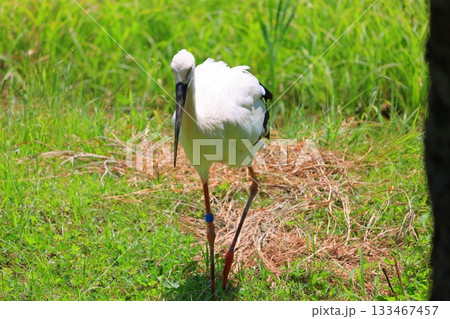 兵庫県 豊岡市 コウノトリの郷公園 観察広場のコウノトリ 兵庫県 豊岡市 コウノトリの郷公園 観察広場のコウノトリ 133467457