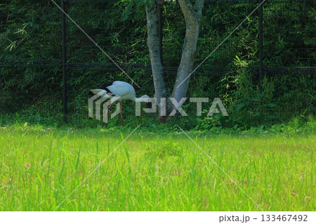 兵庫県 豊岡市 コウノトリの郷公園 観察広場のコウノトリ 133467492