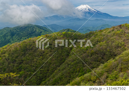 新緑の丹沢・鍋割山と残雪の富士山 133467502