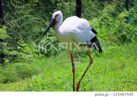兵庫県 豊岡市 コウノトリの郷公園 観察広場のコウノトリ 兵庫県 豊岡市 コウノトリの郷公園 観察広場のコウノトリ 133467595
