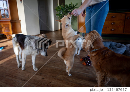 Home environment with attentive pets, Trainer engaging dogs using treats in cozy living space, Sunlit room where trainer rewards attentive dogs with toys and gentle praise 133467657