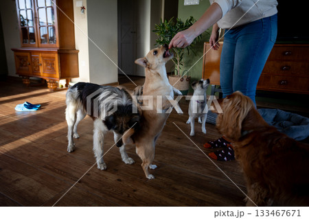 Dog behavior review, Inside room pet behavior check, Evaluating small dog conduct in indoor environment, Assessment of canine behavior traits conducted within enclosed space 133467671