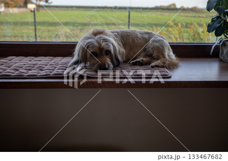 Calm animal watching, Quiet pet observing surroundings peacefully, Serene creature gazing outside in tranquil silence, Relaxed animal calmly observing environment around quietly 133467682