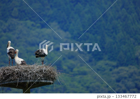 兵庫県 豊岡市 コウノトリの郷公園 人工巣塔で休むコウノトリ 兵庫県 豊岡市 コウノトリの郷公園 人工巣塔で休むコウノトリ 133467772