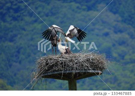 兵庫県 豊岡市 コウノトリの郷公園 人工巣塔で休むコウノトリ 133467885