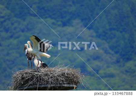兵庫県 豊岡市 コウノトリの郷公園 人工巣塔で休むコウノトリ 兵庫県 豊岡市 コウノトリの郷公園 人工巣塔で休むコウノトリ 133467888