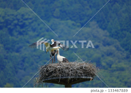 兵庫県 豊岡市 コウノトリの郷公園 人工巣塔で休むコウノトリ 133467889