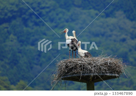兵庫県 豊岡市 コウノトリの郷公園 人工巣塔で休むコウノトリ兵庫県 豊岡市 コウノトリの郷公園 人工 兵庫県 豊岡市 コウノトリの郷公園 人工巣塔で休むコウノトリ兵庫県 豊岡市 コウノトリの郷公園 人工 133467890