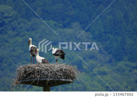 兵庫県 豊岡市 コウノトリの郷公園 人工巣塔で休むコウノトリ 133467892