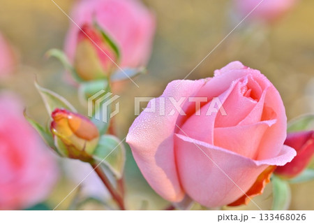 ピンク色の薔薇と後ろぼけ 133468026