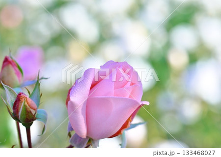 ピンクのバラの花が咲いています ピンクのバラの花が咲いています 133468027