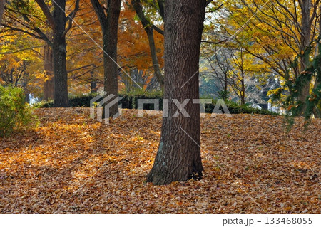 落ち葉の絨毯 133468055