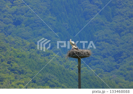 兵庫県 豊岡市 コウノトリの郷公園 人工巣塔で休むコウノトリ 兵庫県 豊岡市 コウノトリの郷公園 人工巣塔で休むコウノトリ 133468088