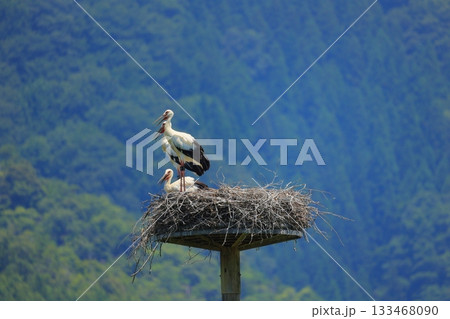 兵庫県 豊岡市 コウノトリの郷公園 人工巣塔で休むコウノトリ 兵庫県 豊岡市 コウノトリの郷公園 人工巣塔で休むコウノトリ 133468090
