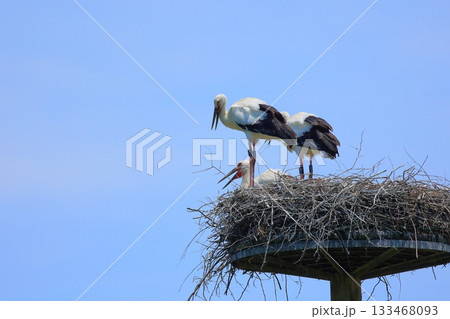 兵庫県 豊岡市 コウノトリの郷公園 人工巣塔で休むコウノトリ 133468093
