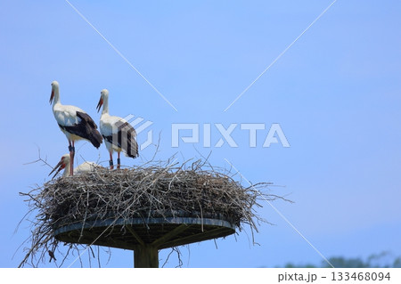 兵庫県 豊岡市 コウノトリの郷公園 人工巣塔で休むコウノトリ 133468094