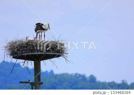 兵庫県 豊岡市 コウノトリの郷公園 人工巣塔で休むコウノトリ 133468164