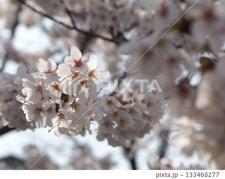 桜の花のクローズアップ|Close-up of cherry blossoms 桜の花のクローズアップ|Close-up of cherry blossoms 133468277