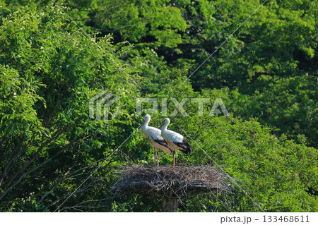 兵庫県 豊岡市 ハチゴロウの戸島湿地 人工巣塔で休むコウノトリ 133468611