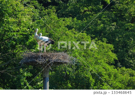 兵庫県 豊岡市 ハチゴロウの戸島湿地 人工巣塔で休むコウノトリ 133468645