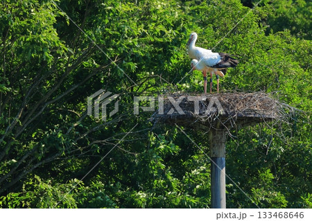 兵庫県 豊岡市 ハチゴロウの戸島湿地 人工巣塔で休むコウノトリ 133468646