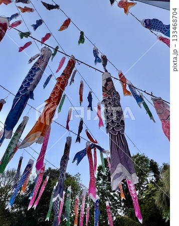 見上げた空に泳ぐ鯉のぼり 見上げた空に泳ぐ鯉のぼり 133468704