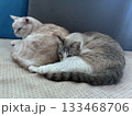 寄り添ってくつろぐ2匹の猫 133468706