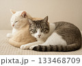 寄り添ってくつろぐ2匹の猫 133468709