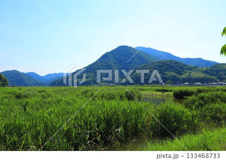 兵庫県 豊岡市 ハチゴロウの戸島湿地 133468733