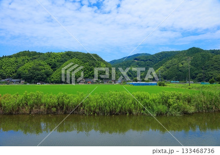 兵庫県 豊岡市 水田の風景 133468736