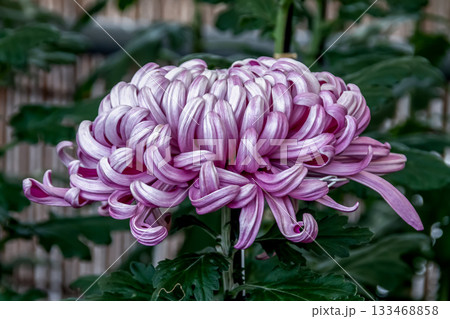 薄紫のキク（菊）の造形美【背景素材】 133468858