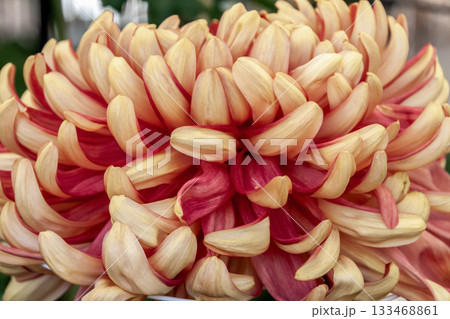紅色のキク(菊)の造形美【背景素材】 紅色のキク(菊)の造形美【背景素材】 133468861