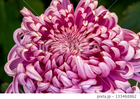 薄紫のキク(菊大菊 管物 薄紫のキク(菊大菊 管物 133468862