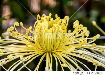 黄色い大菊 管物(くだもの)の大菊 管物 133468863