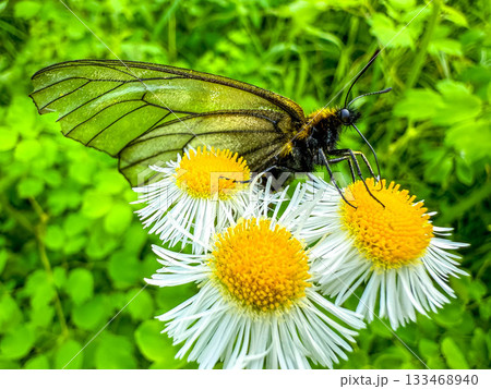 始めてみるウスバアゲハ~ 始めてみるウスバアゲハ~ 133468940