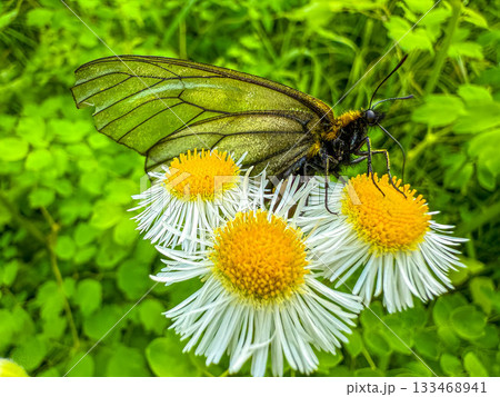 始めてみるウスバアゲハ～ 133468941