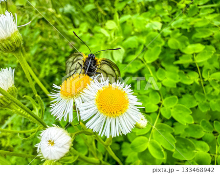 始めてみるウスバアゲハ~ 始めてみるウスバアゲハ~ 133468942