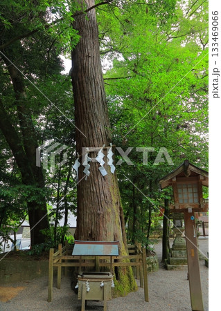 奈良県 天理市 石上神宮 133469066