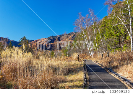 快晴の青空と晩秋の乗鞍高原、白樺並木と歩道の風景 133469126