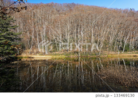 晩秋のあざみ池に映る白樺林のリフレクションと静かな高原風景 133469130