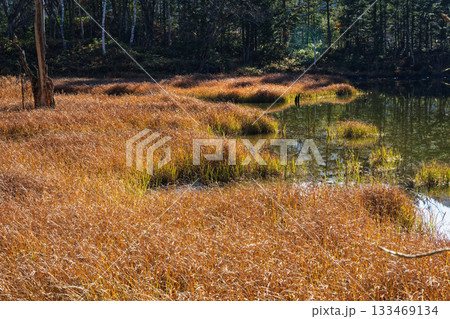 晩秋の乗鞍高原・あざみ池を彩る草紅葉と静かな湿原の風景 晩秋の乗鞍高原・あざみ池を彩る草紅葉と静かな湿原の風景 133469134